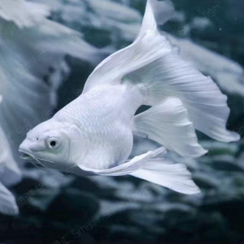 观赏鱼蝴蝶鲤小鱼活体球体短身龙鲤白纯种大尾冷水鱼锦鲤活体 白色