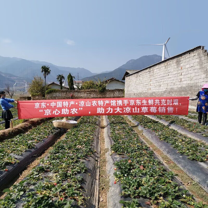 勿语精选大凉山露天种植新鲜草莓现摘现发 农家草莓产地直发10年老店 4盒中大果单果12g+ (44-80枚)净重2.1-2.6斤