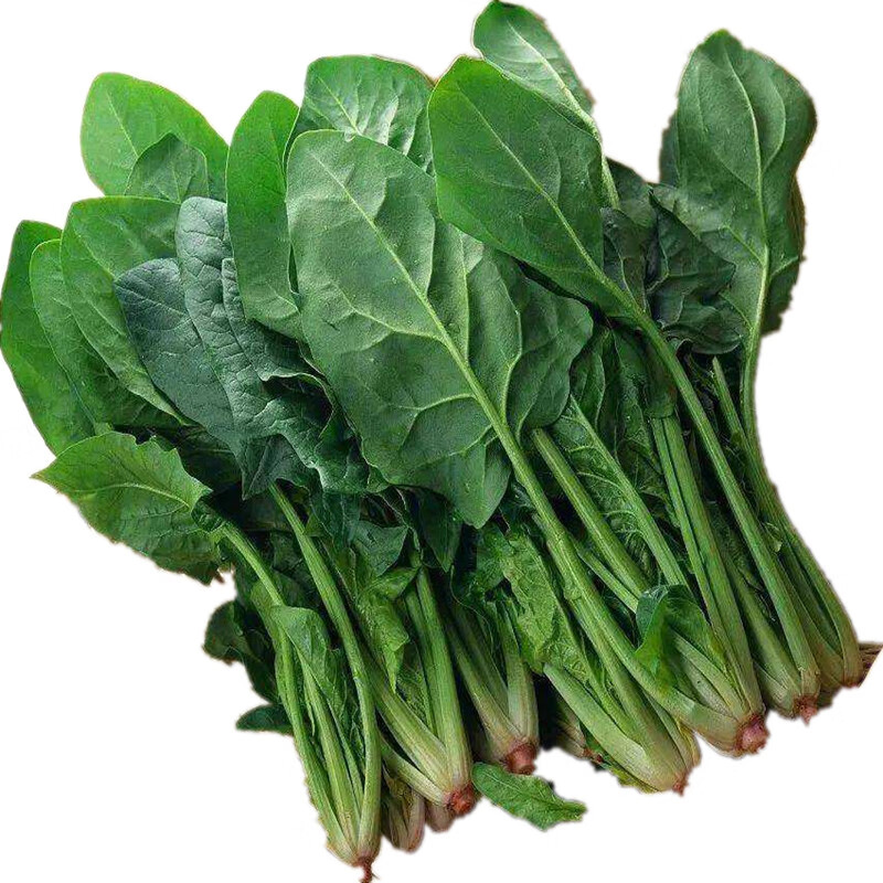 波菜小菠菜新鲜红根现挖农家自种菜绿色蔬菜山东省青菜嫩叶子 1500g