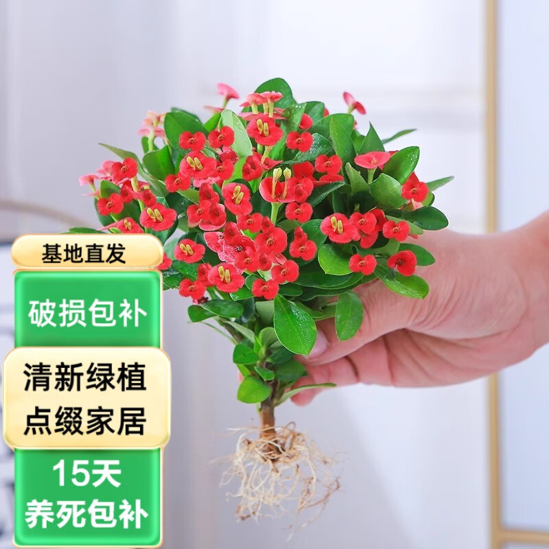 春枝韵铁海棠盆栽大花虎刺梅水培盆景办公室内多肉绿植物四季花卉 虎