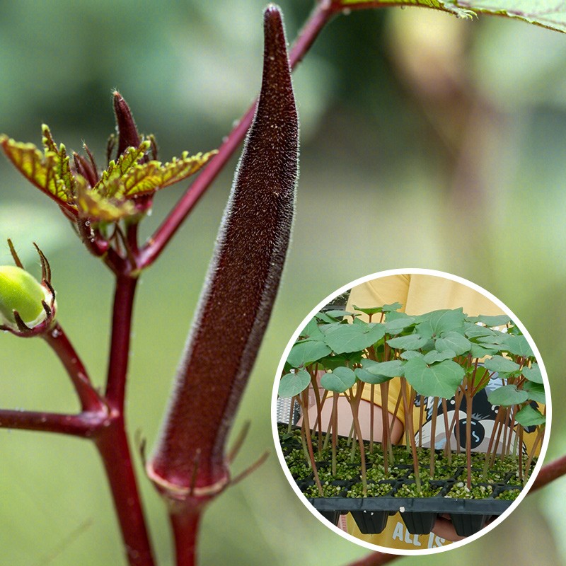 寿禾 秋葵苗寿光蔬菜苗四季阳台盆栽带土带叶发货菜苗 红秋葵苗12棵