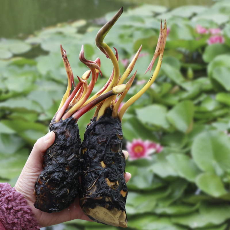 春花妙意睡莲大根块池塘睡莲花水培植物四季莲花盆栽水养花卉 莲根块2