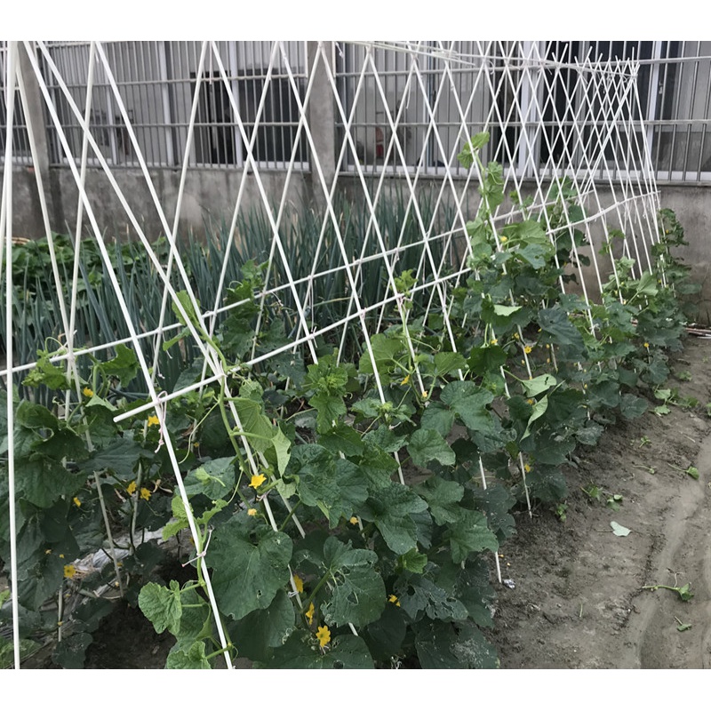 黄瓜架子爬藤架家用架杆植物支架攀爬豆角丝瓜藤架番茄茄子苗支撑