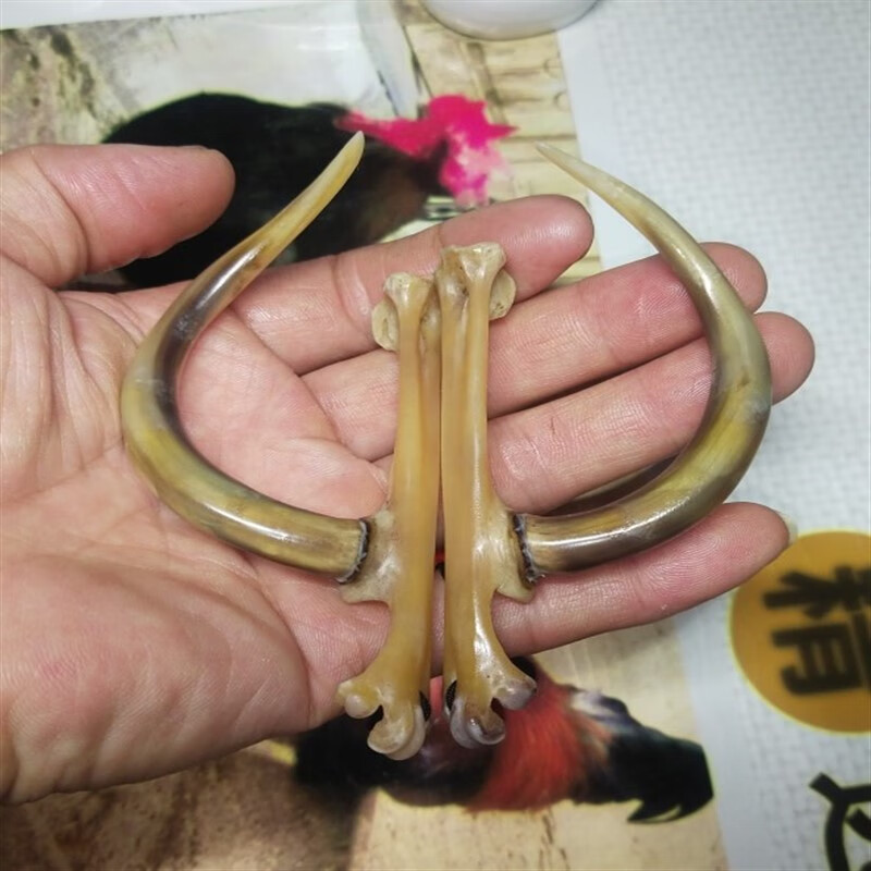 阿马福云文玩鸡蹬子老鸡爪子盘玩文玩鸡爪骨头文玩鸡蹬子文玩鸡蹬骨鸡