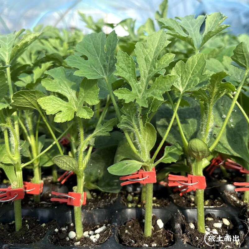 苗带土幼苗盆栽南方嫁接苗种苗蔬菜苗水果种子 嫁接甜王西瓜苗 5棵