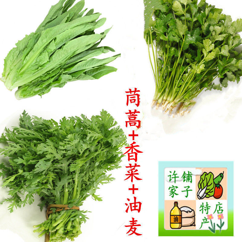 新鲜生菜菠菜油麦茼蒿上海青香菜多组合现摘现发鲜嫩叶菜沙拉蔬菜