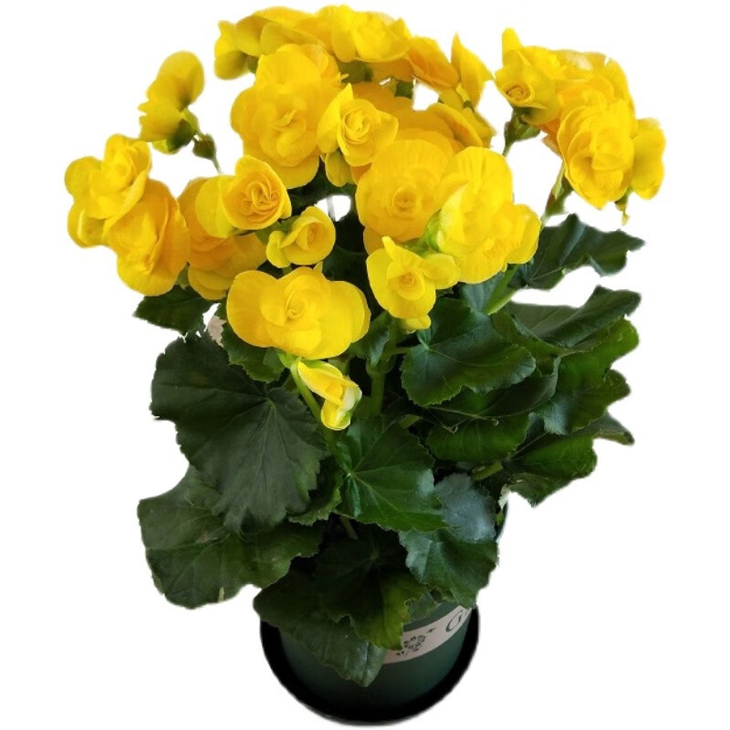 丽格海棠重瓣发货四季海棠玻璃翠花卉盆栽花玫瑰海棠室内花卉 黄色 原