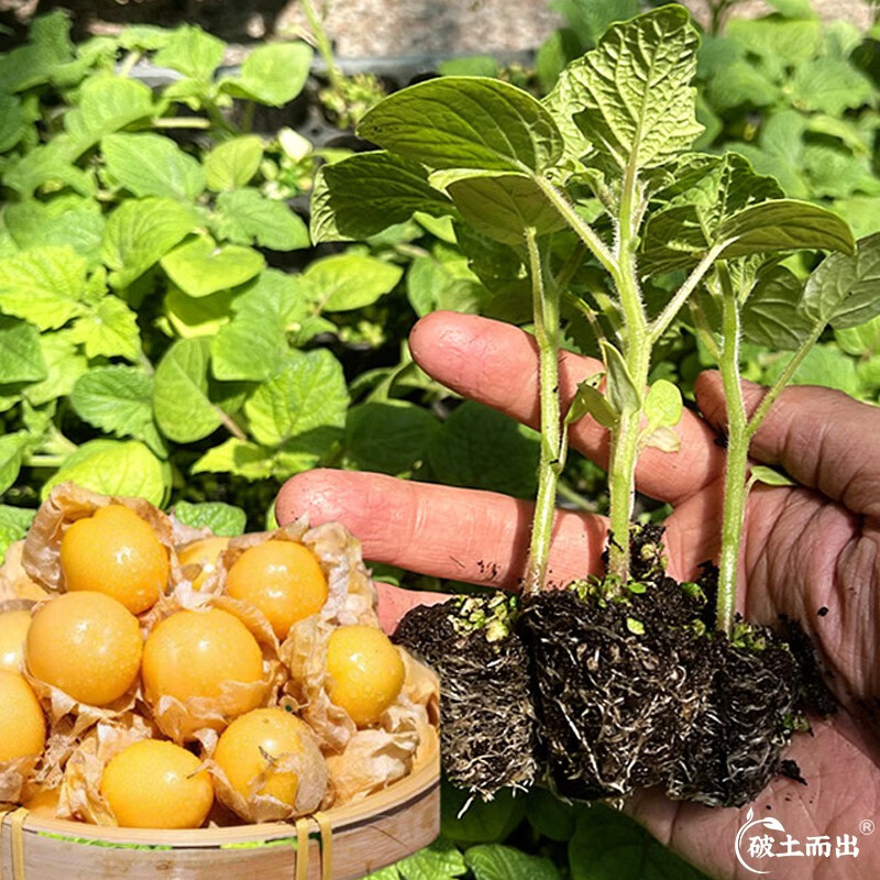 大禹东北姑娘果种子苗大果灯笼果苗树苗水果籽 水果菇娘苗 5棵