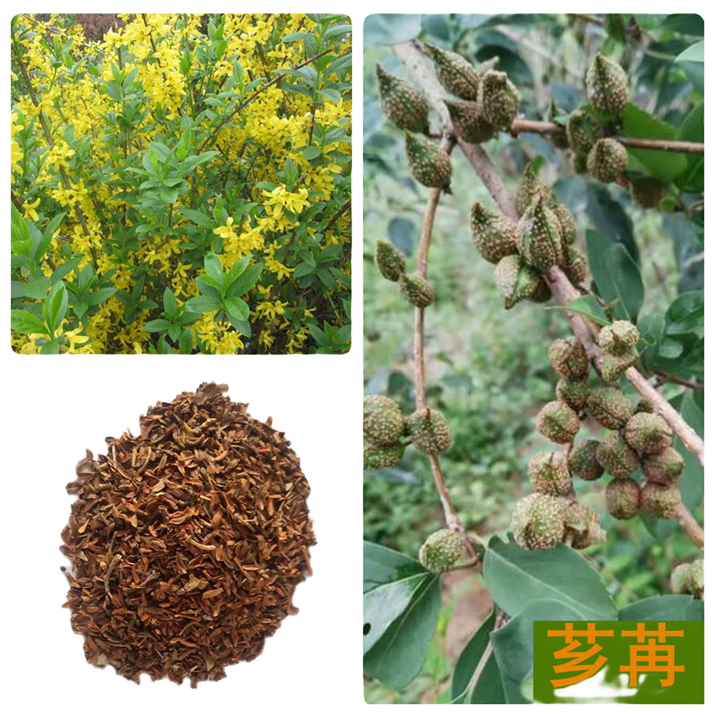 芗苒黄花败酱草种子苦益菜苣荬菜苦菜子苦菜苦麻菜种草花种子四季种植