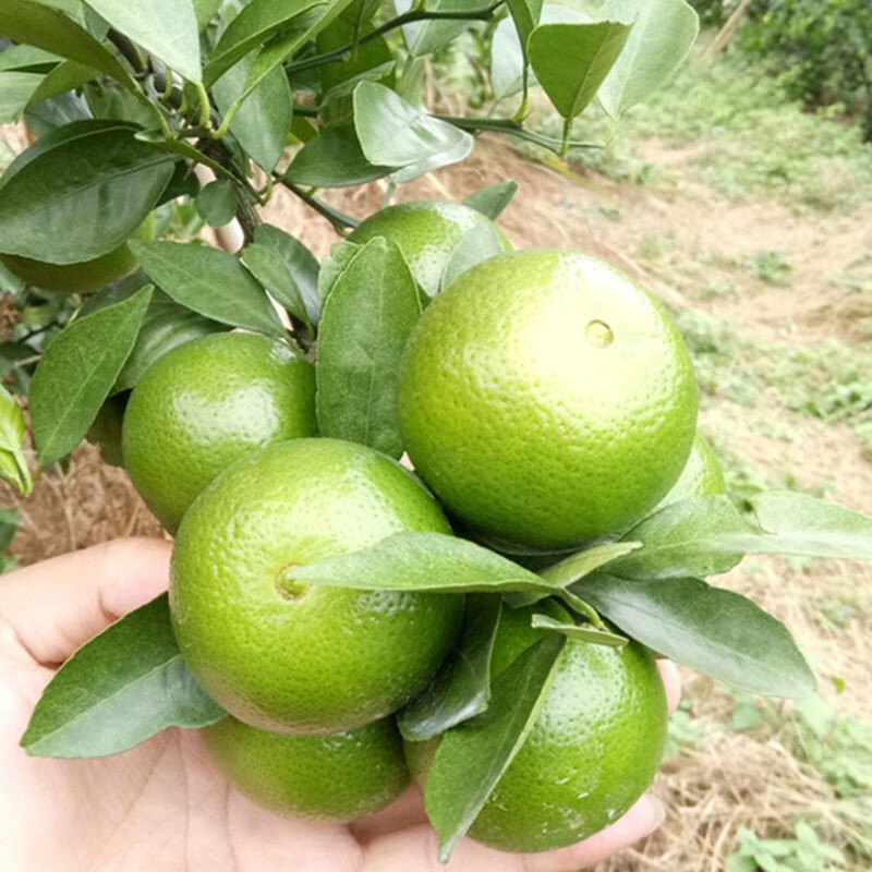 果迎鲜皇帝柑 广西皇帝柑 新鲜水果 酸橘子 45-55mm 净果4.5斤