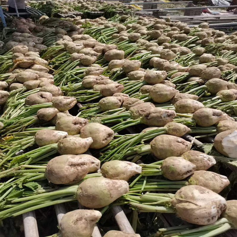 寻味顺德均安大头菜干各地土特产新鲜咸菜自制农家广东淡口菜散装