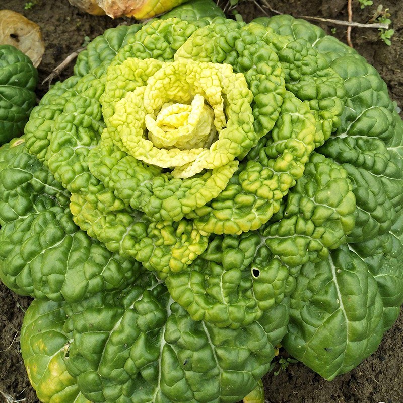 寿禾黄心菜种子耐寒乌塌菜黄心乌塔菜家庭种植冬天秋季播种蔬菜种籽