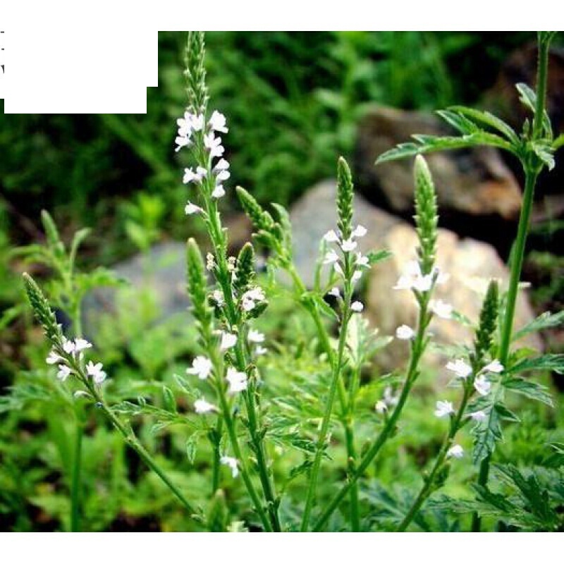 虎钢馋马鞭草晒干蜻蜓草退血草燕尾草铁马鞭铁马莲马鞭稍