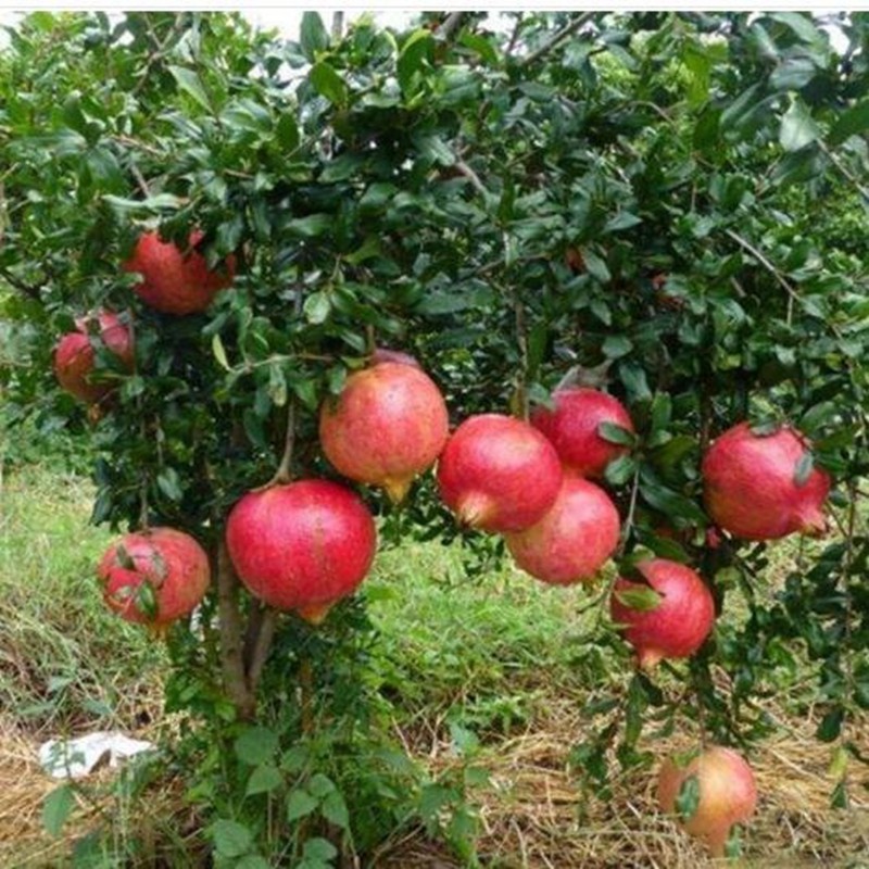 果树苗盆栽果樹苗地栽石榴树苗大果型石榴苗当年结果挂果 大红袍5年苗