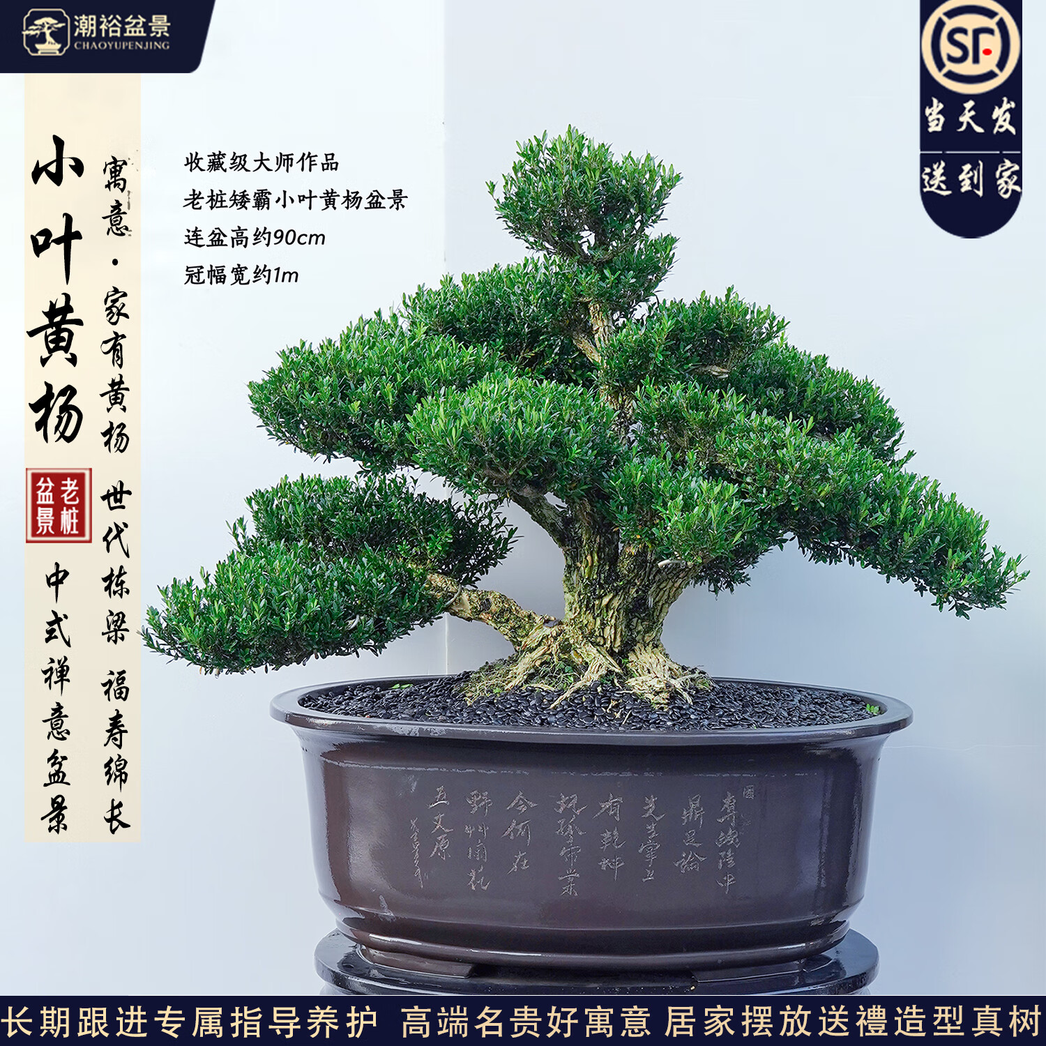 潮裕盆景黃楊木老樁樹(shù)室內(nèi)擺放盆景桌面盆栽客廳辦公室陽(yáng)臺(tái)玄關(guān)擺件造型樹(shù) 大師作品矮霸黃楊盆景33 帶盆栽好