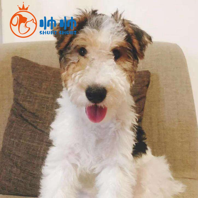 帅帅名宠北京犬舍 刚毛猎狐梗幼崽【支持上门】幼犬活体 不掉毛无体味