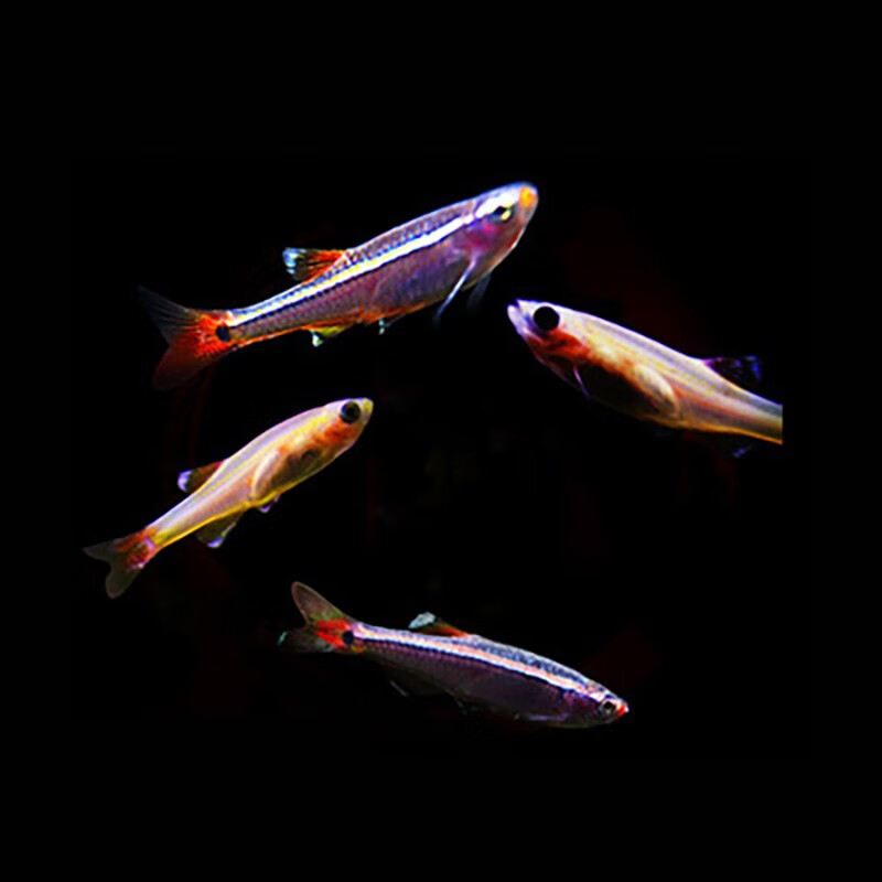 水财神白云金丝鱼活体小型原生鱼冷水不加温观赏原生淡红尾灯科鱼 红
