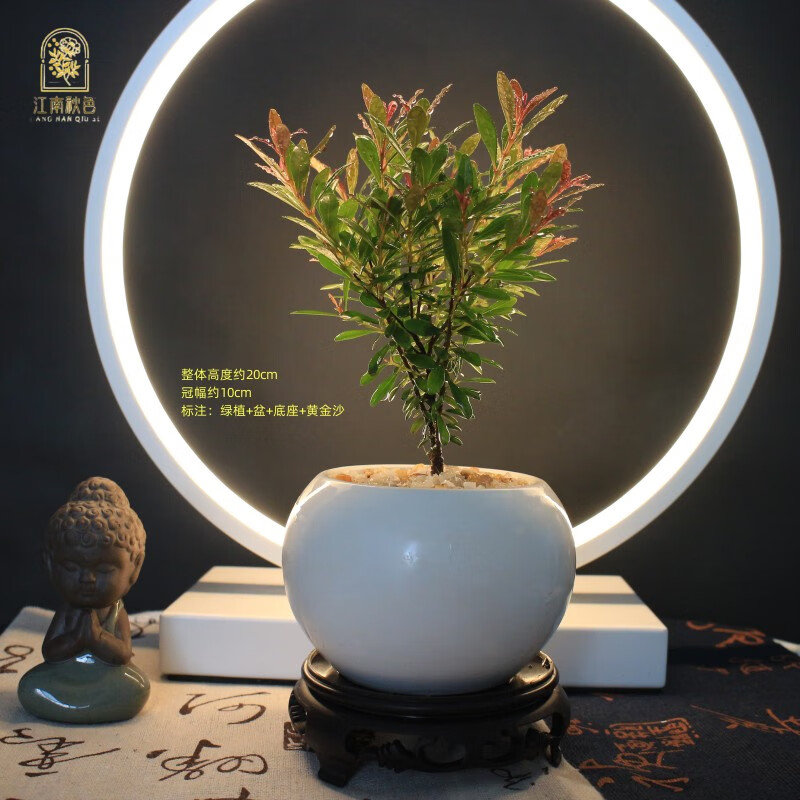京东怎么查绿植盆栽历史价格|绿植盆栽价格走势图
