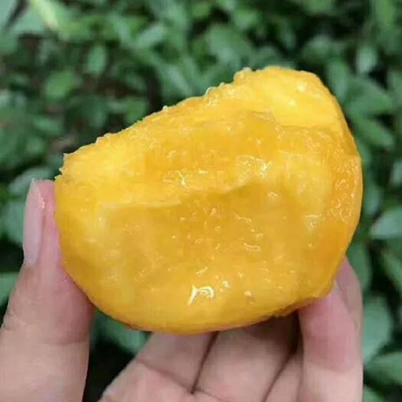 山东蒙阴蜜桃 新鲜水果 黄金油桃(12-15个) 现摘现发