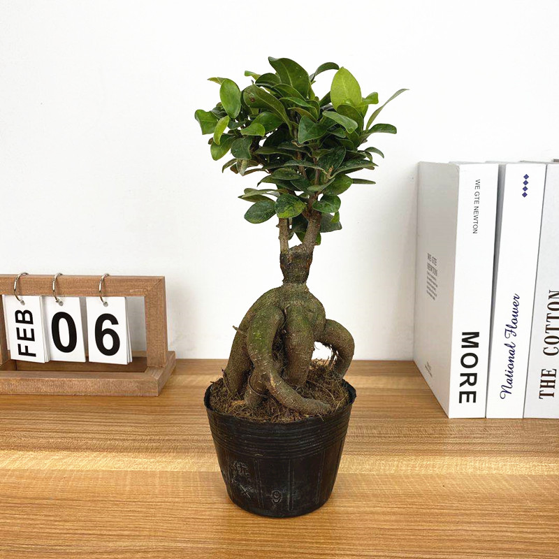 小叶榕四季常青耐寒榕树造型树桩盆景苗室内禅意盆栽绿植 中号精品粗