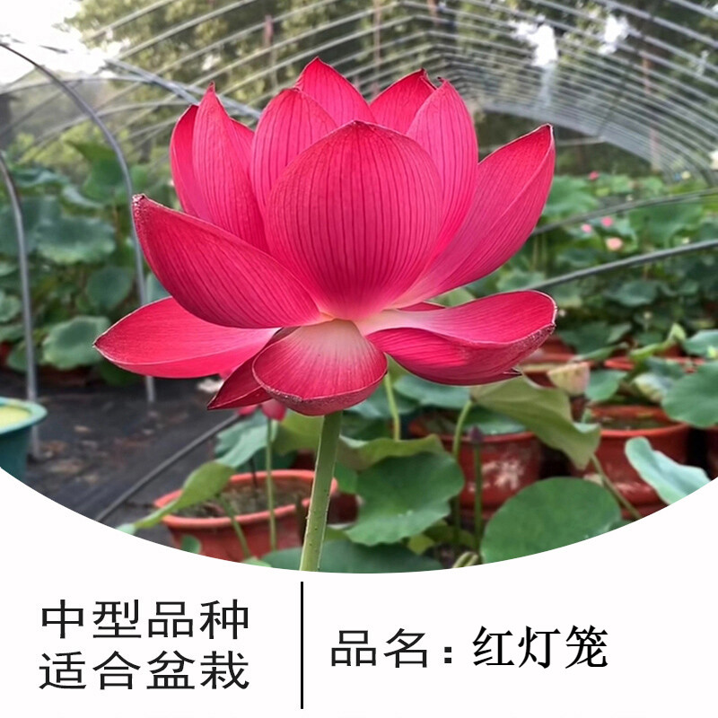盆栽水养莲藕苗大型观赏荷花苗碗莲根茎莲花盆栽荷花莲藕苗 红灯笼 不