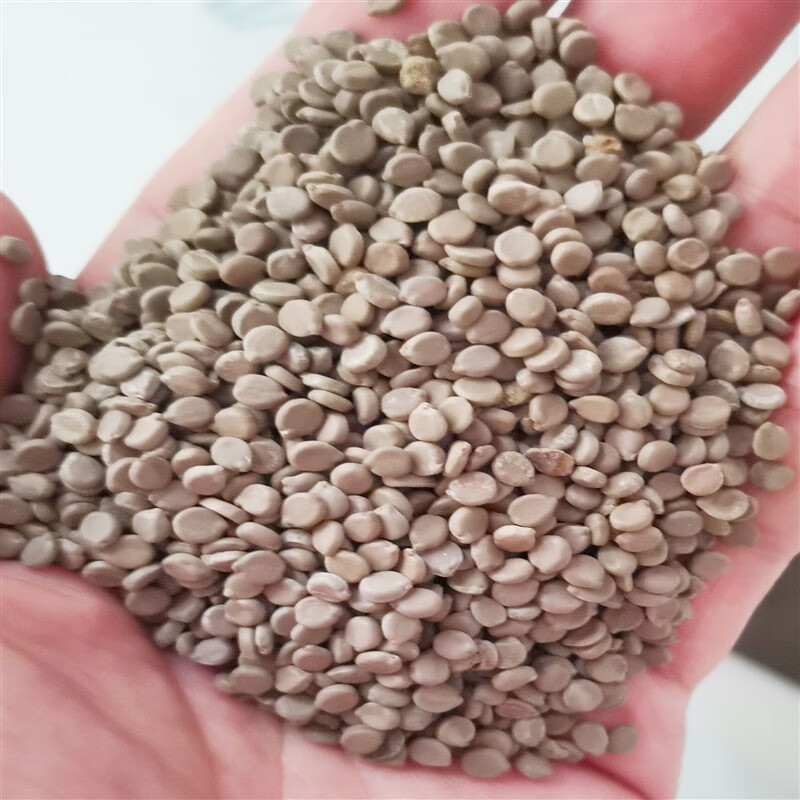 江南茶植物驱蛇草防蛇蛇怕的草野决明驱蚊虫种 蛇灭门种子一斤(500克)