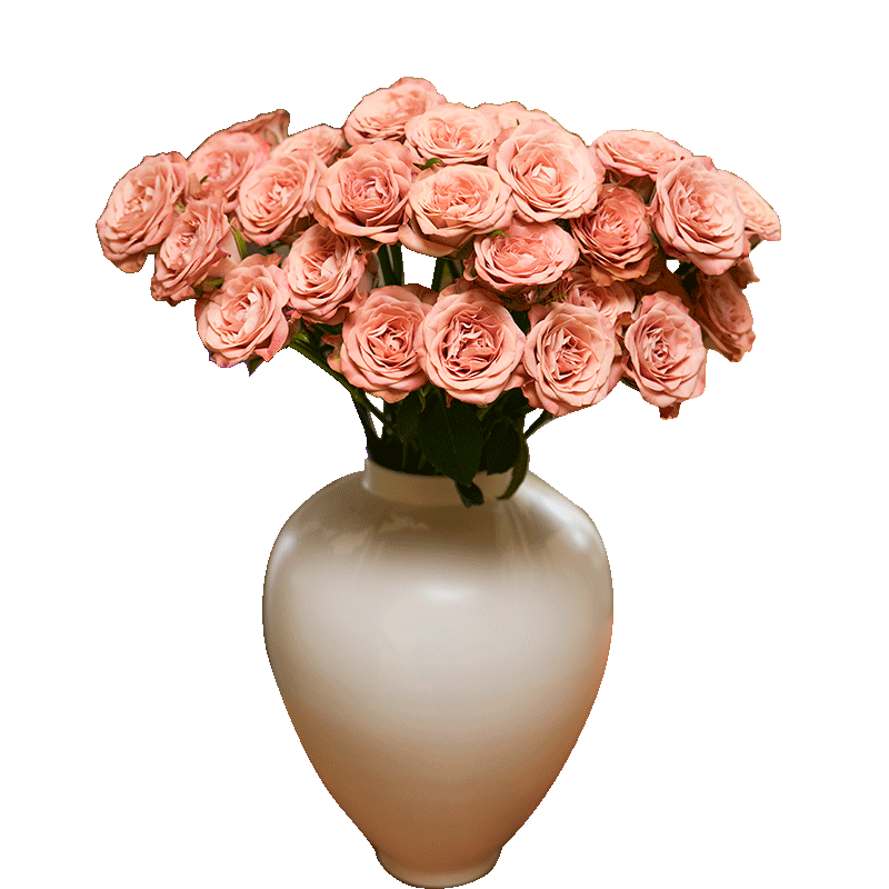 �����ʻ����õ��10֦���л�����ֱ����Ʒ�����������������ﻨ��Դͷֱ�� 26.9Ԫ