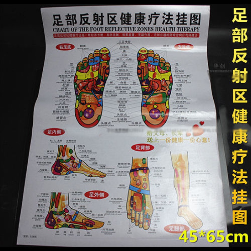 养身馆足部反射区健康疗法挂图医院脚底穴位按摩效果教学教程足疗