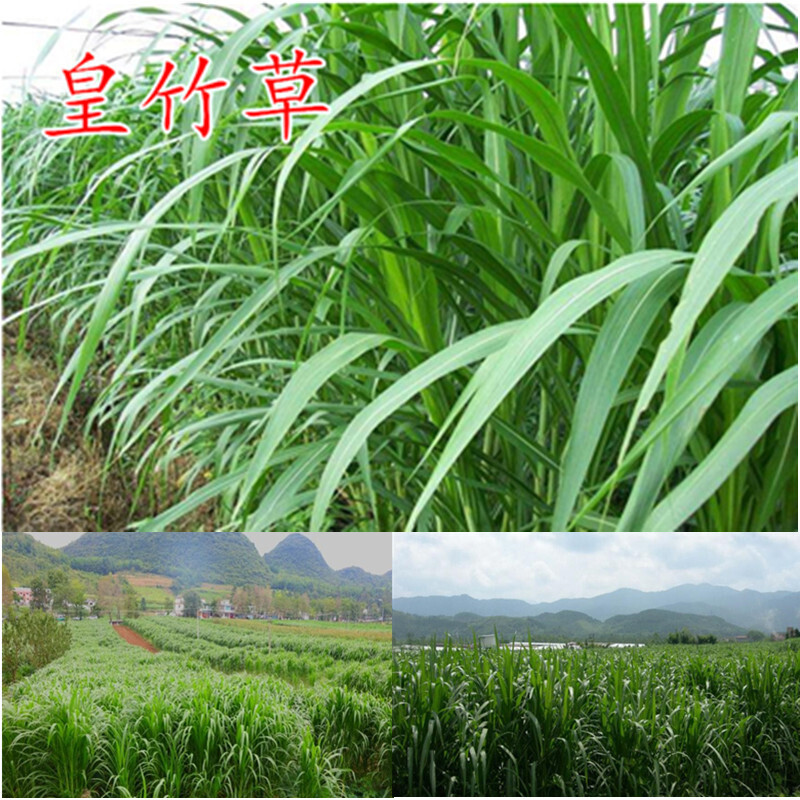 骋妍玮艺皇竹草种子甜象草种子粮竹草,王草,皇竹,巨象杂交牧草种子 皇