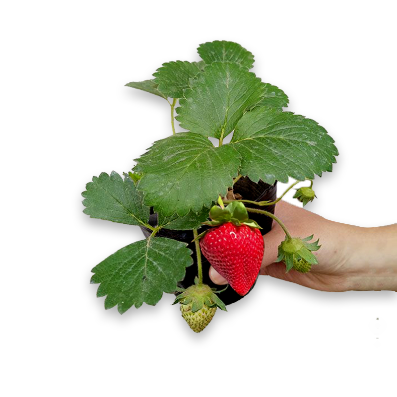 滨淇草莓苗奶油草莓四季草莓苗当年结果草莓苗带原土5棵源头直发