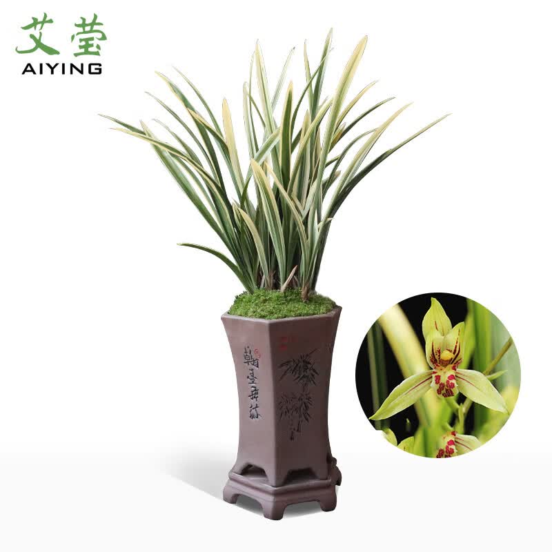 天虹冠矮种建兰金边鹤艺夏带花苞出售室内花卉绿植盆栽好养 老种锦旗