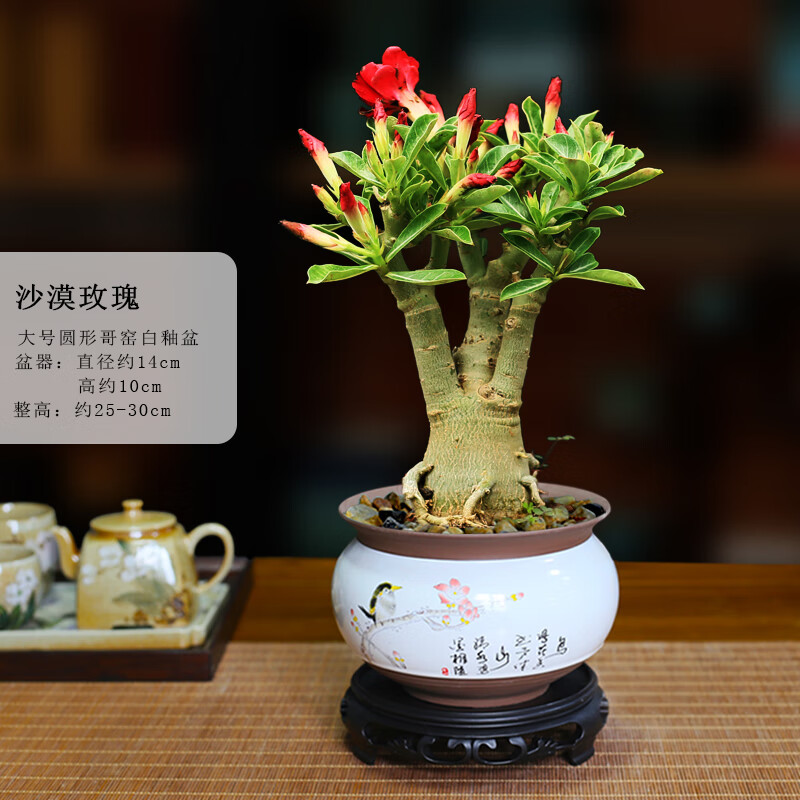苏艺缘重瓣沙漠玫瑰多肉老桩室内喜阳耐旱盆栽四季好养开花多肉植物 圆形哥窑白釉盆沙漠玫瑰 带盆栽好