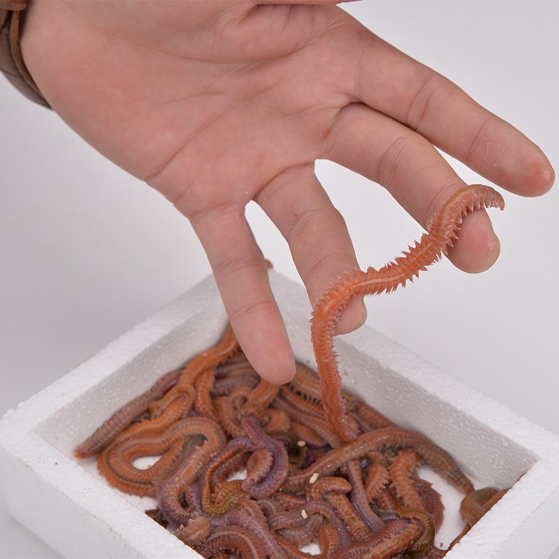 饵 海蚂蝗海蜈蚣海钓鱼饵料海沙蚕活饵顺丰 红沙蚕泡沫盒②盒(110克)