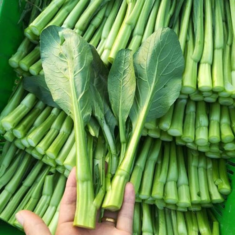 种菜记 菜心种子30天速生早熟尖叶油绿甜菜心种籽生长快四季农家蔬菜