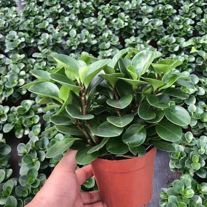 豆瓣绿青叶碧玉绿萝植物办公室盆栽室内绿植盆景豆瓣绿 2盆豆瓣绿不含