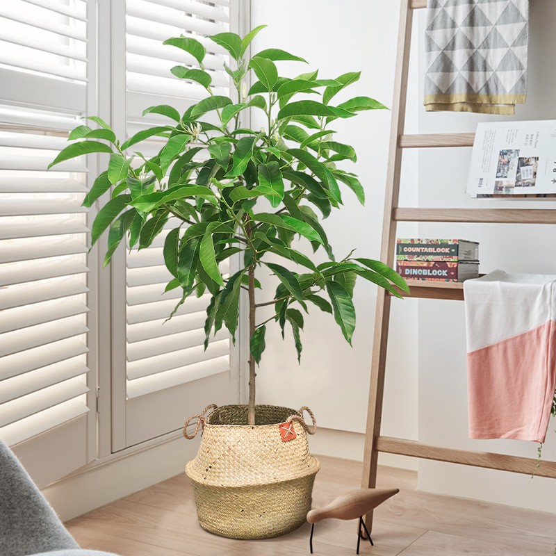 胡丽白兰花盆栽花卉大植物室内花四季白玉兰花树苗客厅阳台庭院植物