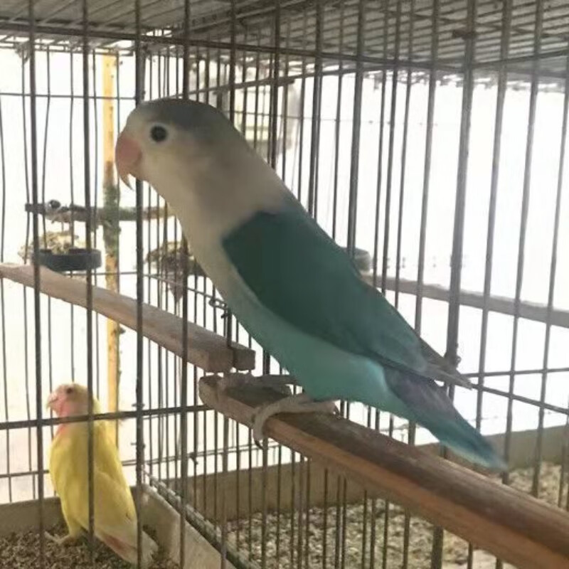 牡丹鹦鹉宠物鸟中说话鸟牡丹鹦鹉说话鸟 蓝白面一只