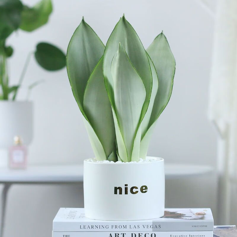 白玉虎皮兰(白色nice盆) 带盆栽好发货