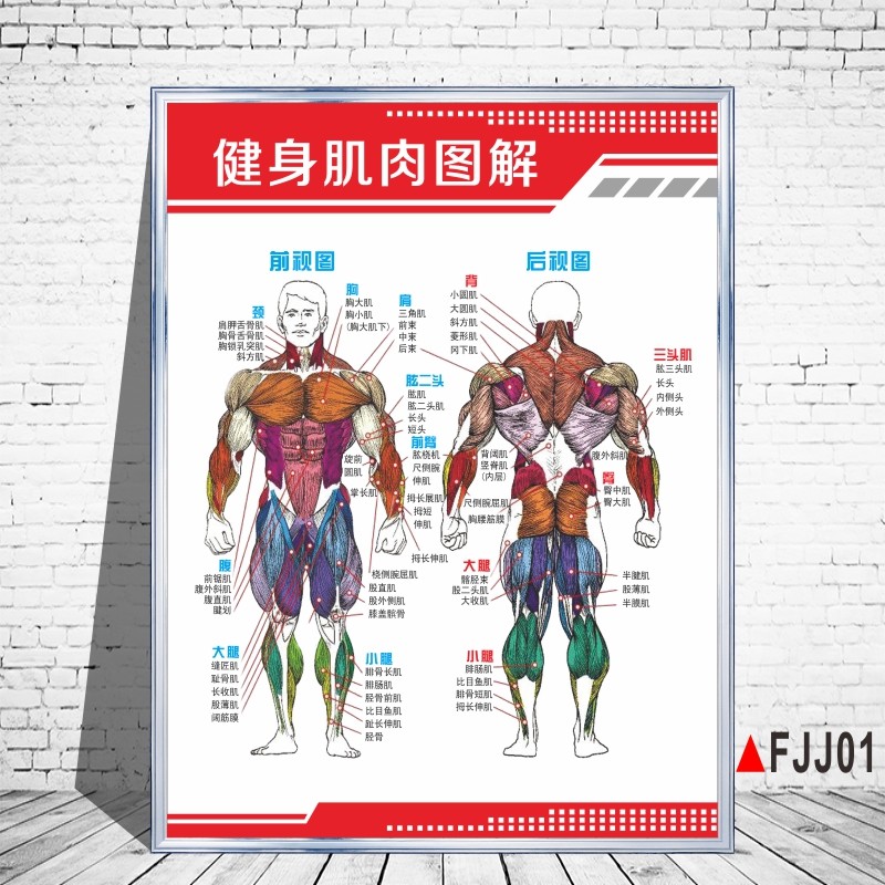 健身房肌肉训练图解挂图器械操作步骤杠铃前平举耸肩提杠铃颈后下 fj
