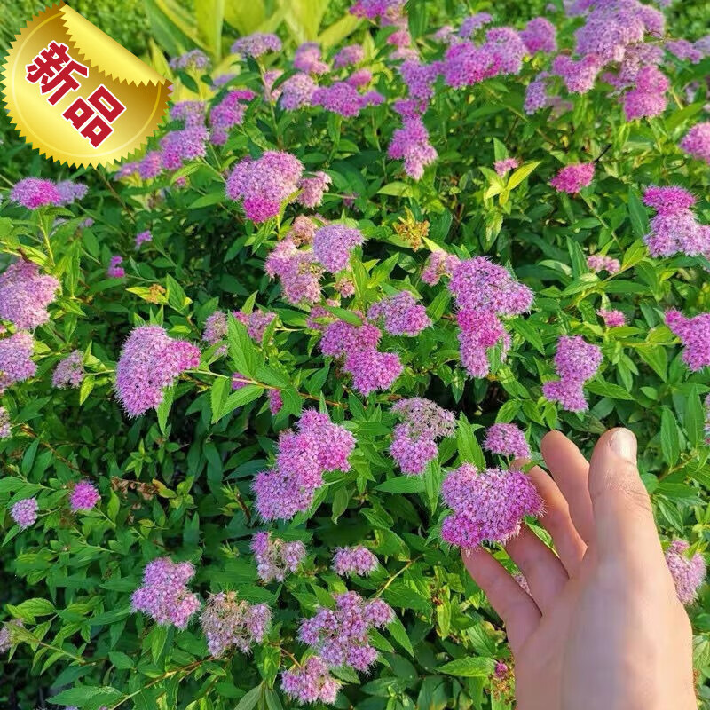 872 對水 菊花一枝 紙本 掛軸 - www.top4all.pl