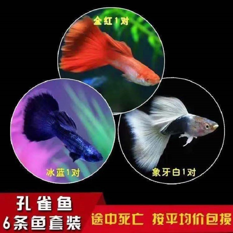 水族活体行情价格走势图|水族活体价格历史