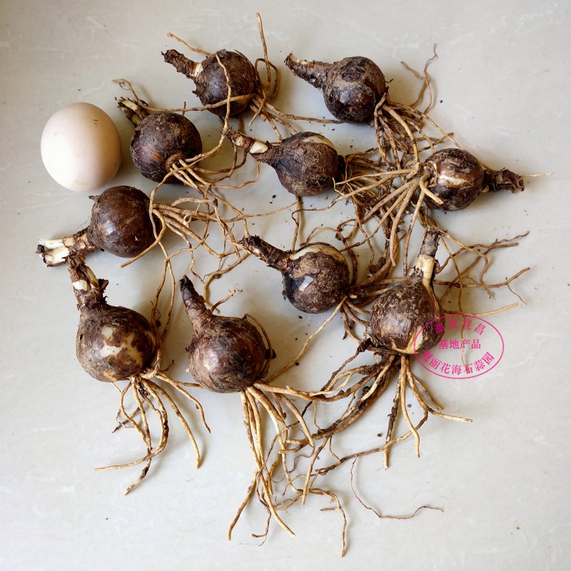 曼珠沙华 种球盆栽 石蒜种球 彼岸花种子 超大5年球根z6 红色彼岸花10