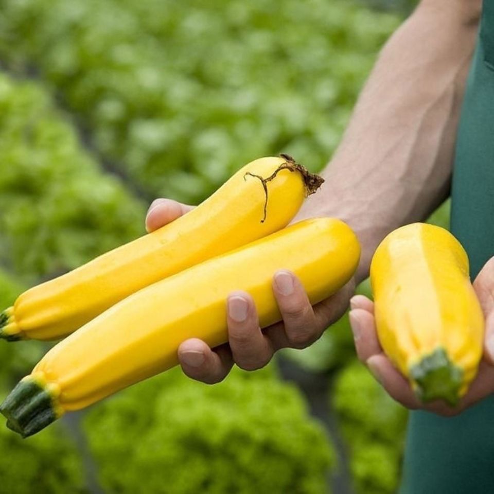 【精选】香蕉西葫芦种子黄色金皮香蕉瓜种籽高产生吃阳台盆栽四季蔬菜