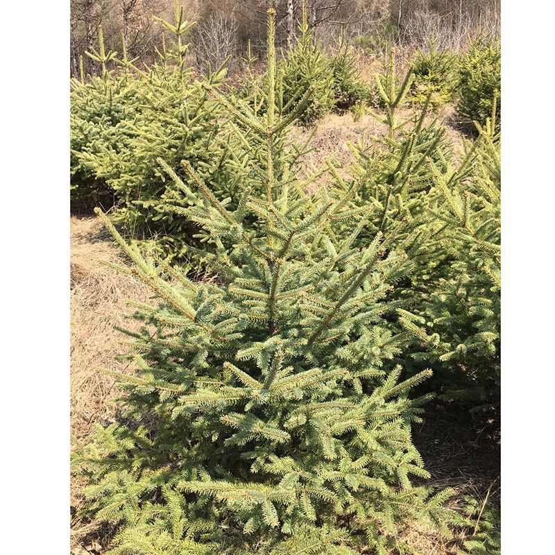 东北苗圃直供云杉树苗青千圣诞树活体营养杯松树常绿树苗云杉苗 15米