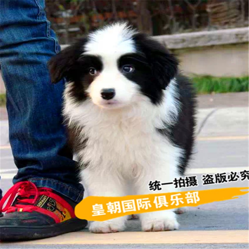 别态萌纯种赛级边境牧羊犬幼犬出售边牧活体小幼崽 七白三通大围脖