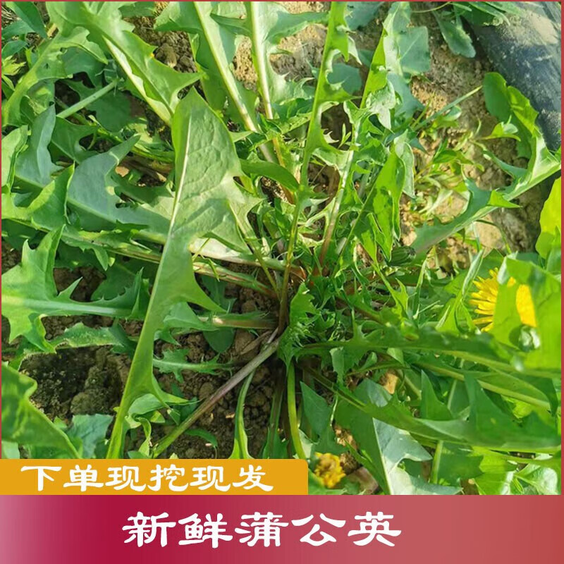 昕风尚蒲公英新鲜野菜现挖5斤蘸酱菜叶草根天然婆婆丁 野生新鲜 1斤