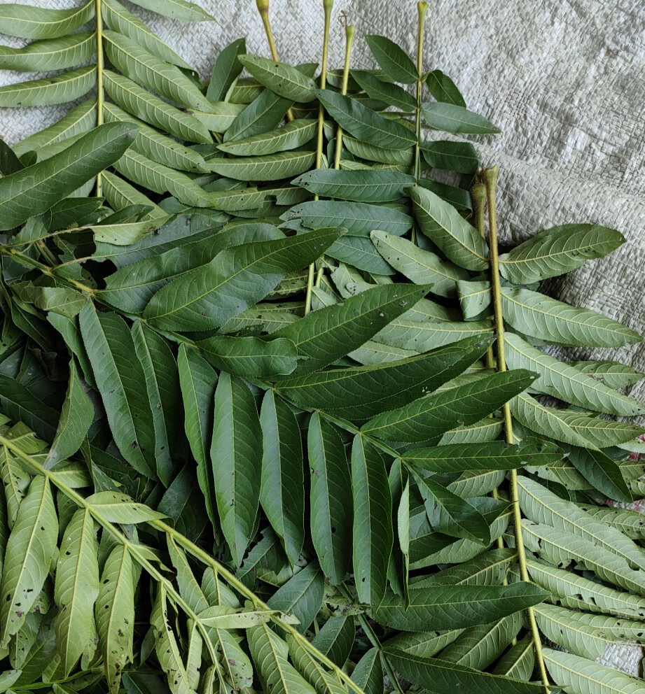 树根麻柳树叶杨树皮麻柳树皮麻柳根中药材 鲜麻柳叶一斤(枫杨叶)买二