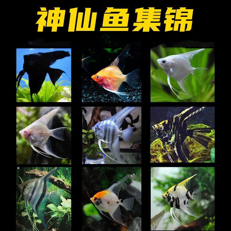 虹弦见神仙鱼活体燕鱼黑白红头三色秘鲁蓝魔鬼热带观赏鱼草缸群游
