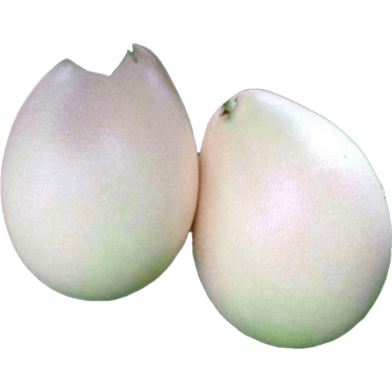 柚子苗嫁接柚子樹(shù)苗嫁接蜜柚果樹(shù)苗陽(yáng)臺庭院南方北方種植當年結果 白皮蜜柚 12年苗結果多多果實(shí)爆滿(mǎn)枝頭