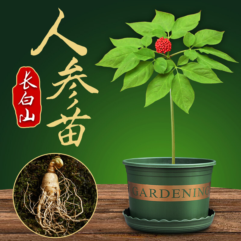 长白山新鲜人参活苗盆栽 山参 活人参带芽孢人参盆景盆栽种植套装
